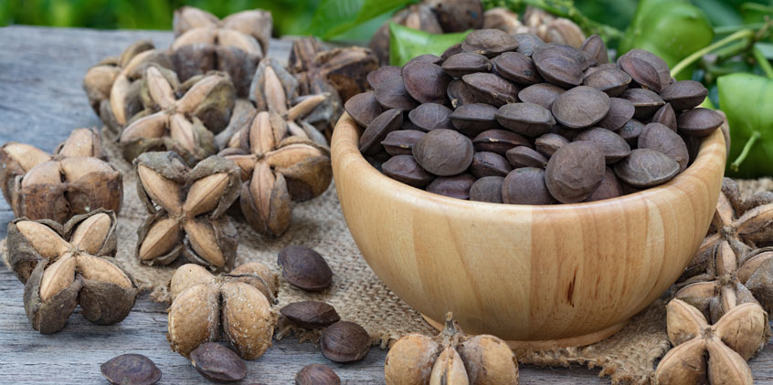 hạt sachi đạt chuẩn ép dầu