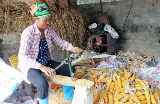 Máy tách hạt ngô cầm tay