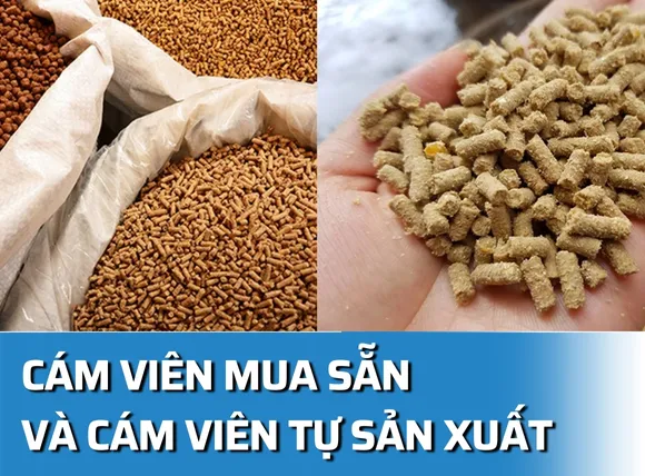 So sánh chi phí giữa mua cám viên sẵn và tự sản xuất