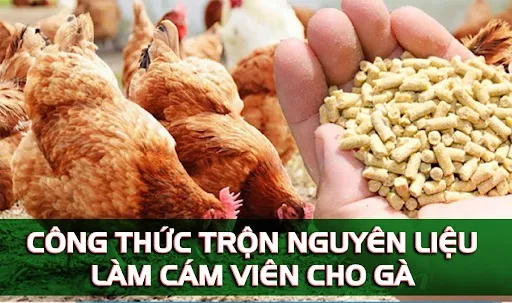  Công thức ép cám viên cho gà