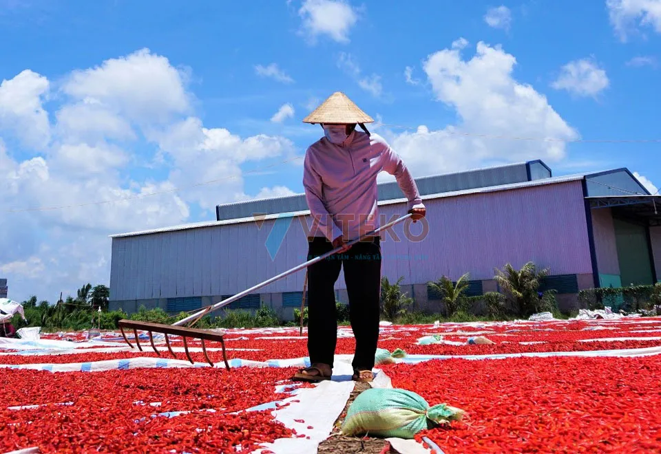 làm khô ớt bằng cách phơi dưới nắng