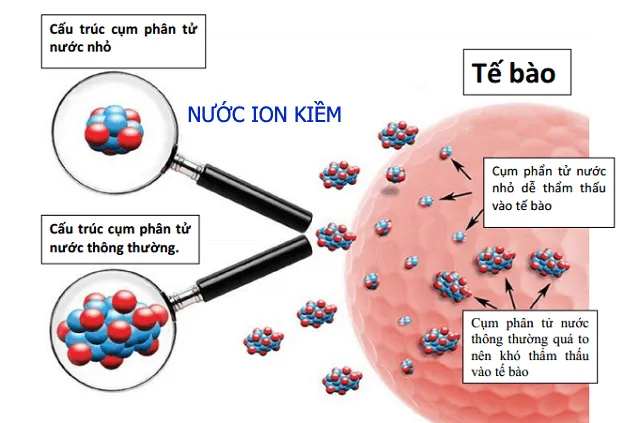 cấu trúc siêu nhỏ giúp thải chất độc hiệu quả