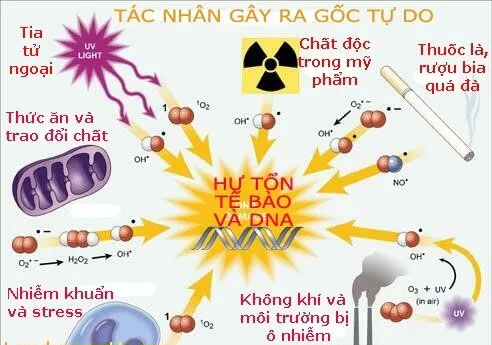 các yếu tố thúc đẩy sự hình thành gốc tự do