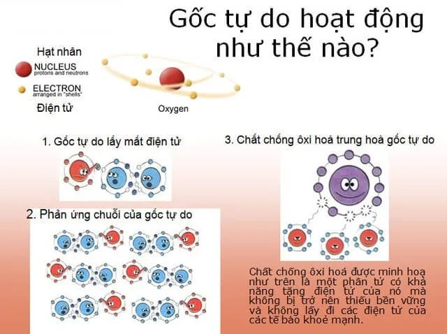 nước ion kiềm chống lại gốc tự do