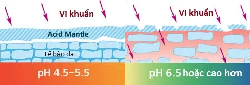 nước điện giải ion kiềm lớp màng acid mantle