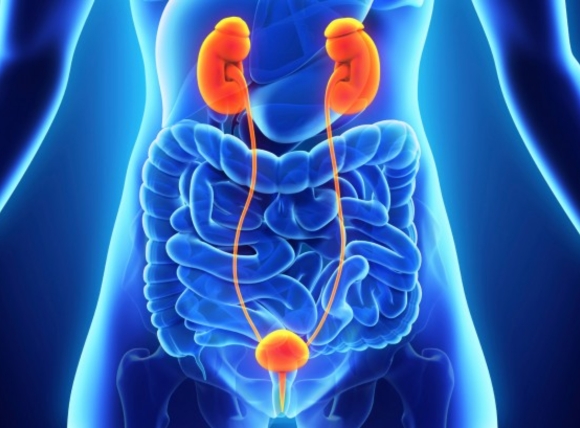 Cơ chế Asen gây ung thư bàng quang