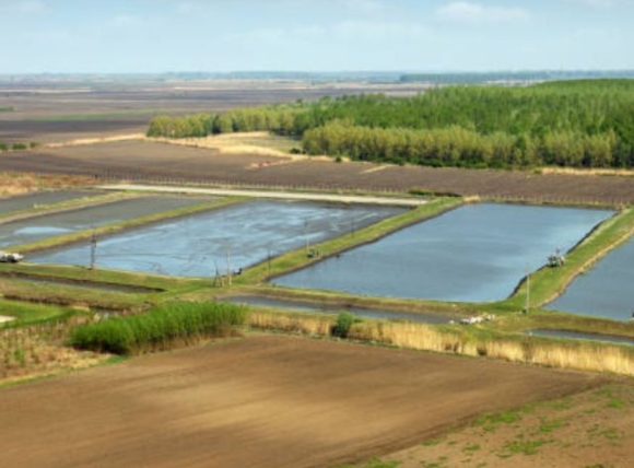 Hỗ trợ sinh học cho ngành sản xuất giấy