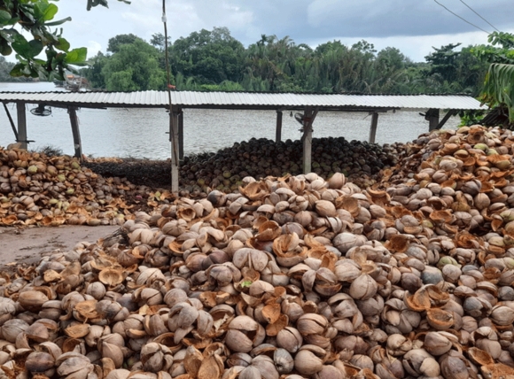 Chuẩn bị và chuẩn bị xử lý nguyên liệu than gáo dừa