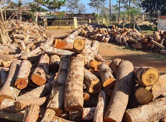 Chuẩn bị gỗ để sản xuất than hoạt tính từ gỗ