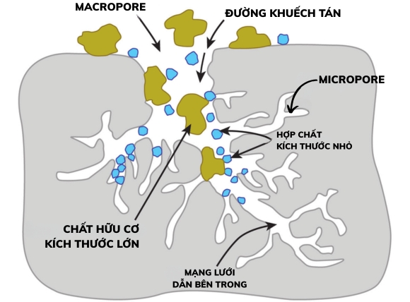 Quá trình hấp phụ của than hoạt tính dựa theo phân bố kích thước hạt