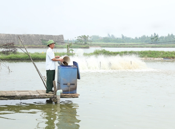 Quy trình sử dụng than hoạt tính trong ao nuôi tôm