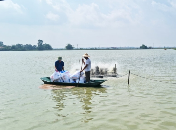 Sử dụng than hoạt tính trong ao nuôi tôm