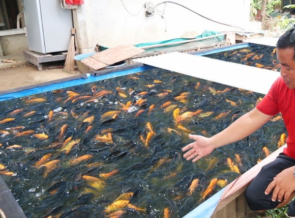 Cách lọc nước giếng khoan nuôi cá bằng than hoạt tính