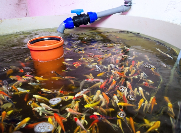 Sử dụng nước giếng khoan để nuôi cá