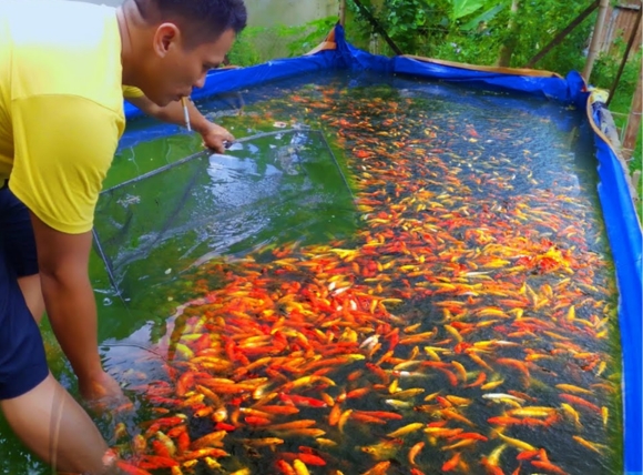 Tình trạng các loại nước nuôi cảnh hiện nay