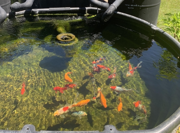 Lựa chọn phương pháp xử lý nước giếng khoan nuôi cá phù hợp