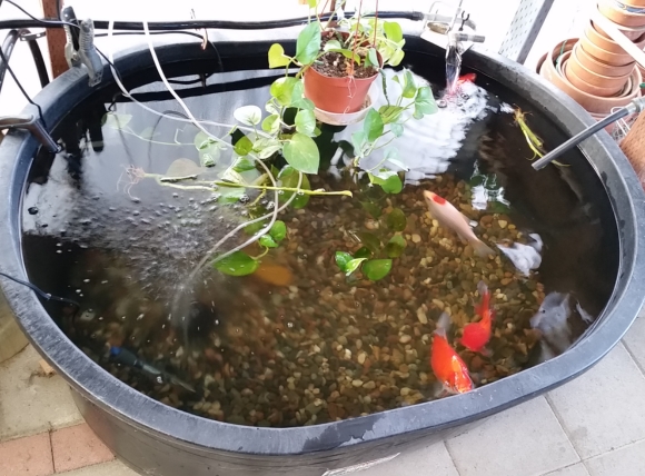 Thay và xử lý nước giếng khoan nuôi cá định kỳ