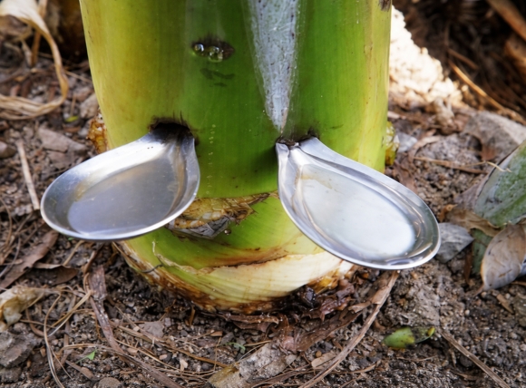 Sử dụng mủ chuối để kiểm tra nước giếng nhiễm phèn sắt