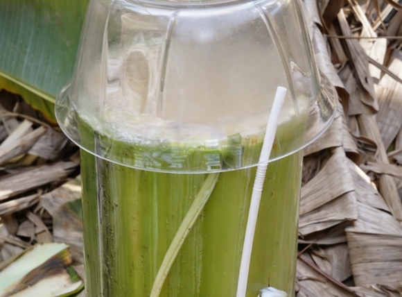 Sử dụng mủ chuối để kiểm tra nước giếng nhiễm phèn sắt