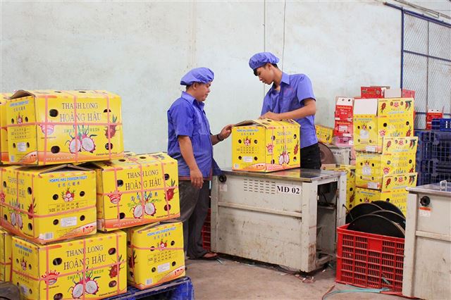 Máy Đóng Đai Ngành Nông Sản: Hướng Dẫn Đóng Đai Hàng Xuất Khẩu Đúng Chuẩn Từ A Đến Z