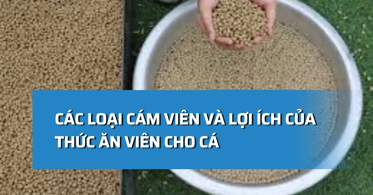 Thức ăn viên cho cá: Các loại cám viên và lợi ích