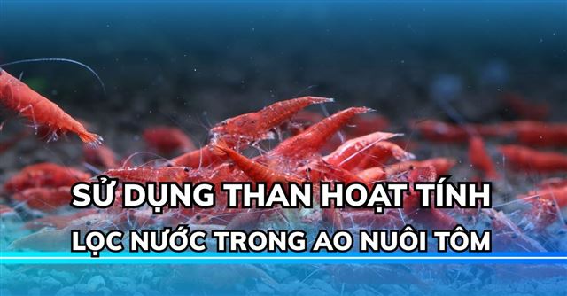 Sử dụng than hoạt tính trong ao nuôi tôm
