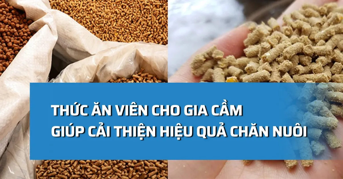 Thức ăn viên cho gia cầm: Cải thiện hiệu quả chăn nuôi